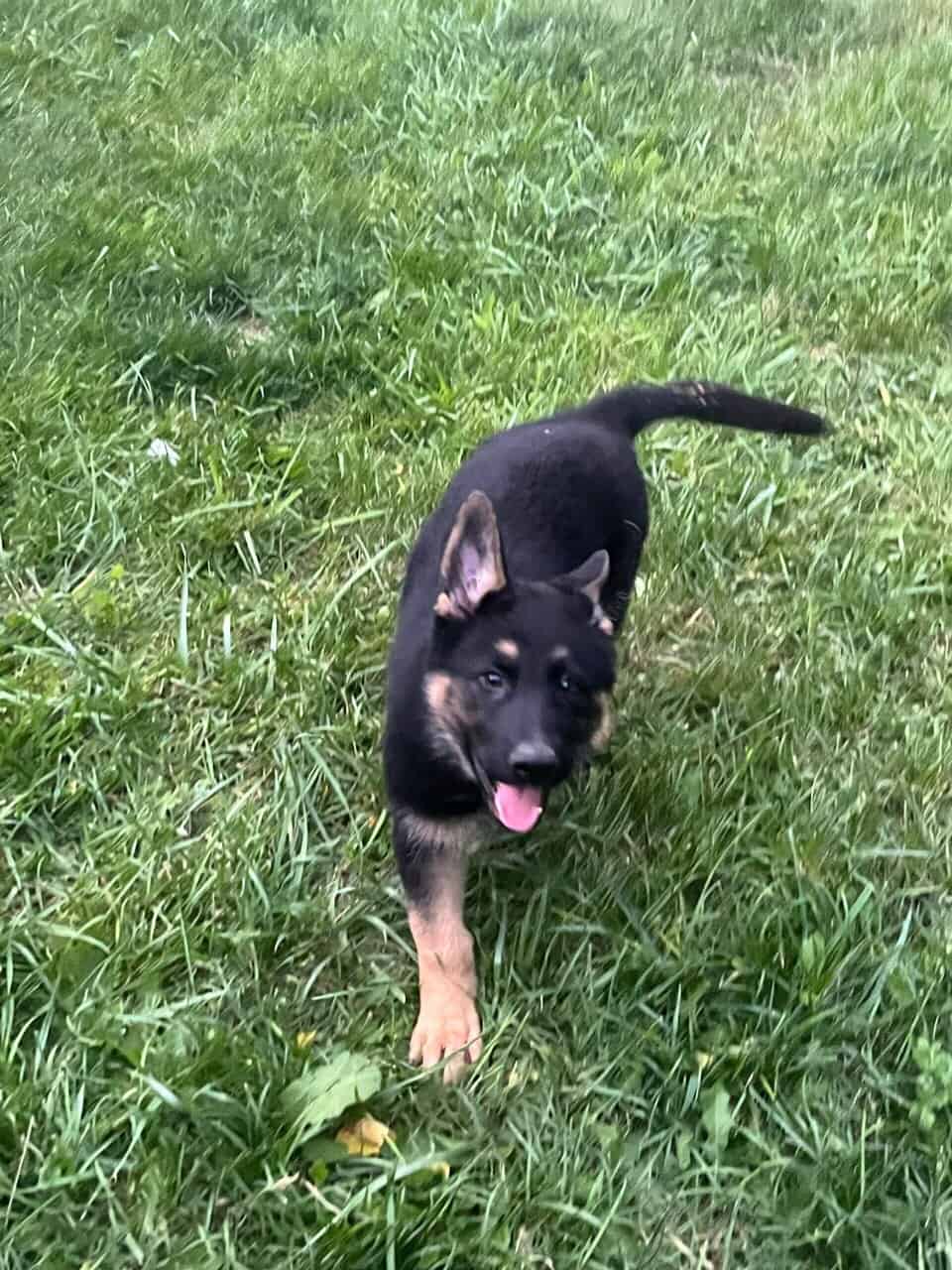 Image 7
