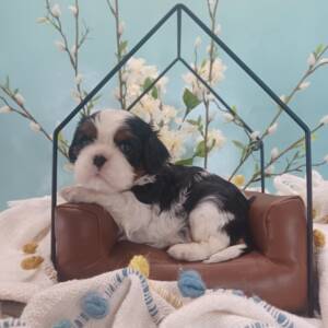 Ptsy Girl Litter 2