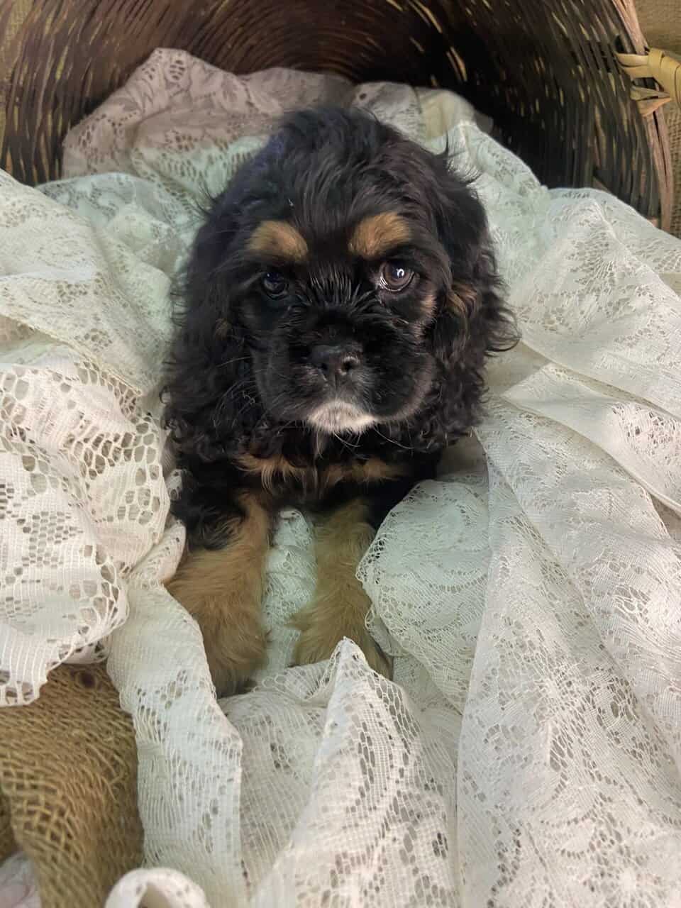 Girl Kisses Cute Black Cocker Spaniel On Nose Stock Photo - Image Of, image size:960x1280