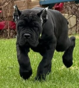 female pup
