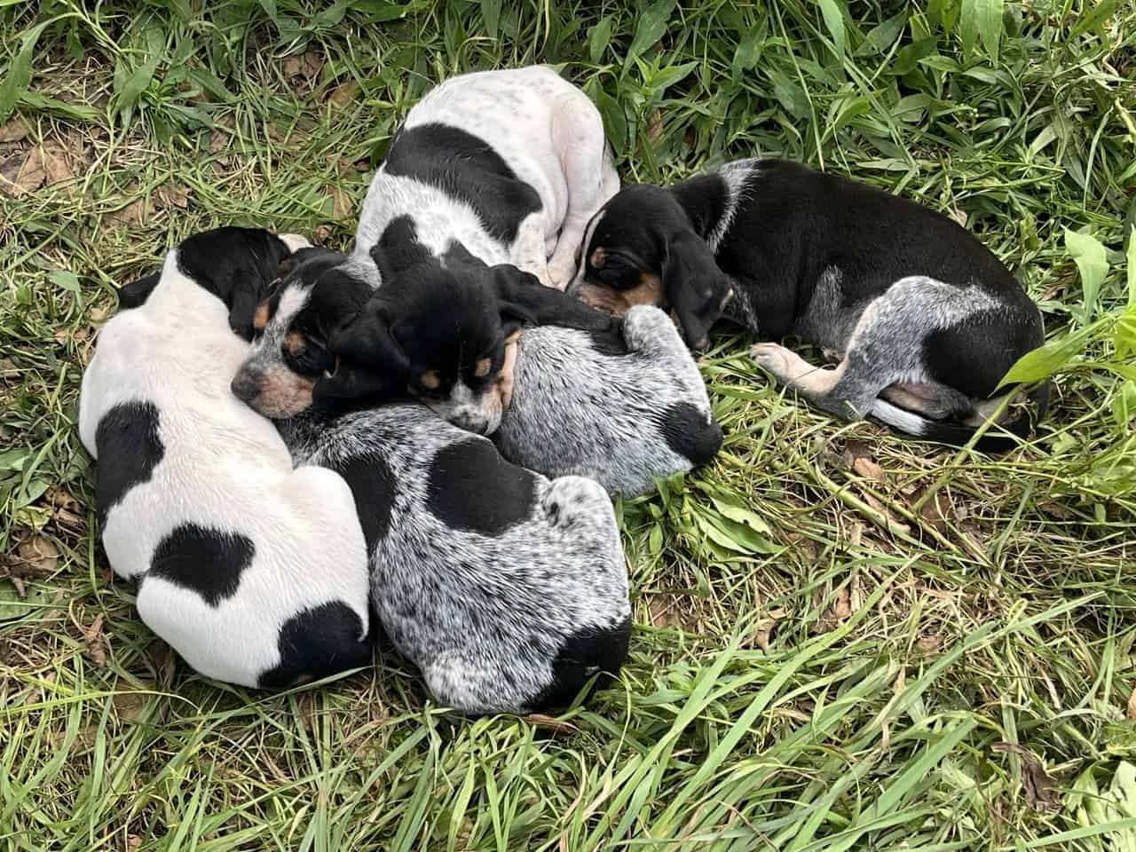 Bluetick Coonhound Puppies For sale in Fultonville, NY, USA, image size:1280x960