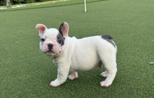 frenchie 33