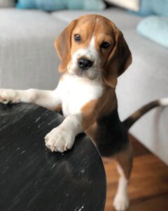 kai (1)