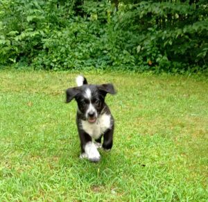 Harley running