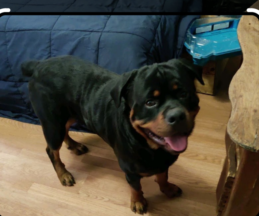 Image 8