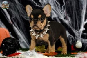 Black-and-tan