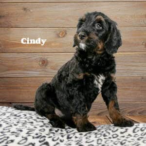 2-Cindy-female-Bernadoodle