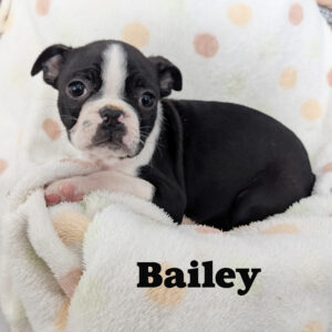 Bailey-female-Boston-Terrier-3