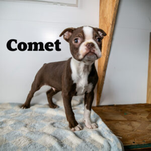 Comet-male-Boston-Terrier-2