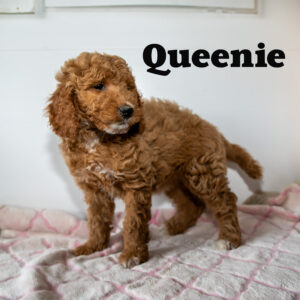 Queenie-female-Mini-Goldendoodle