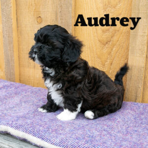 Audrey-female-Shih-Poo-4