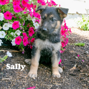 Sally-female-German-Shepherd2