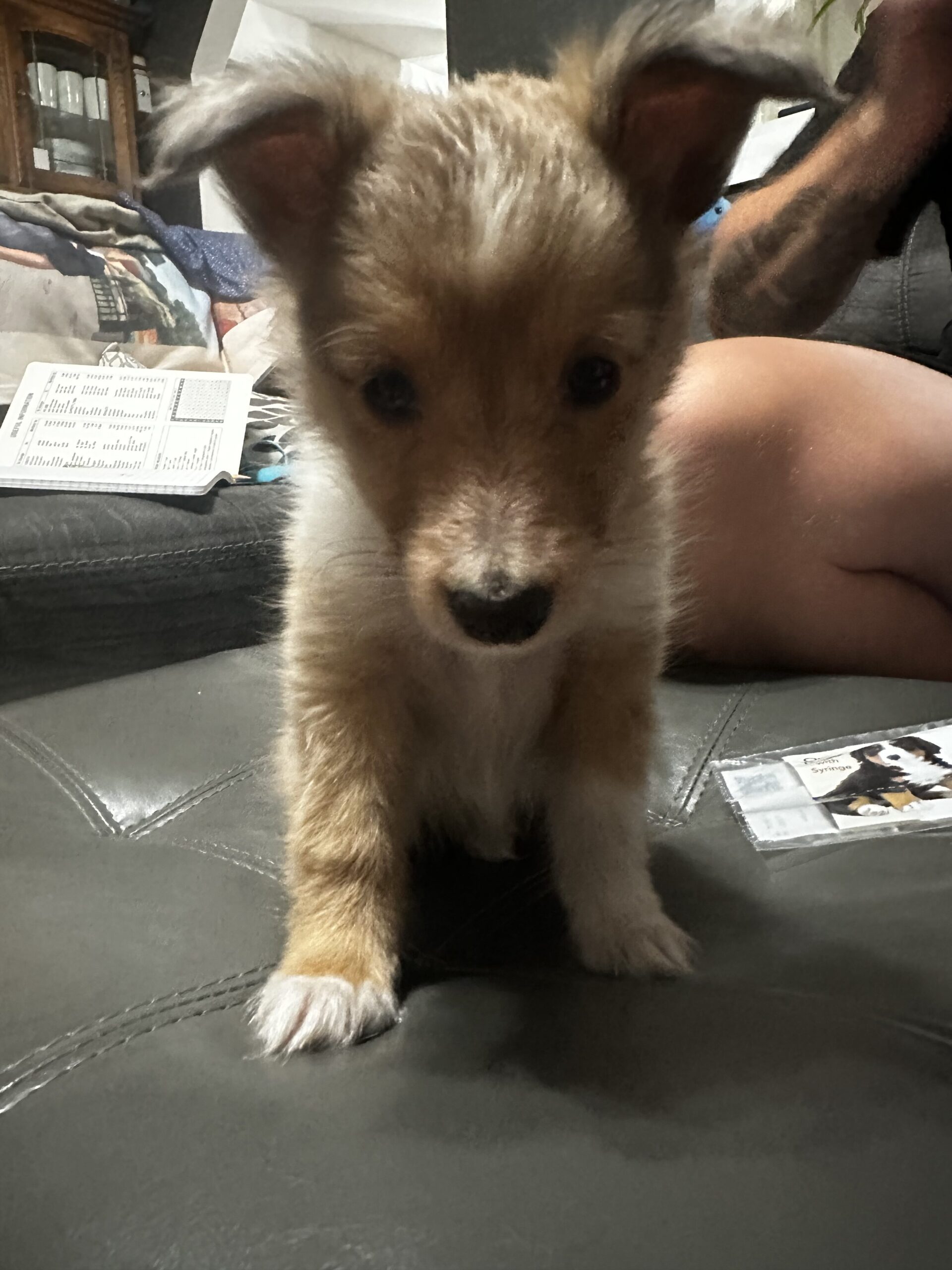Image 3