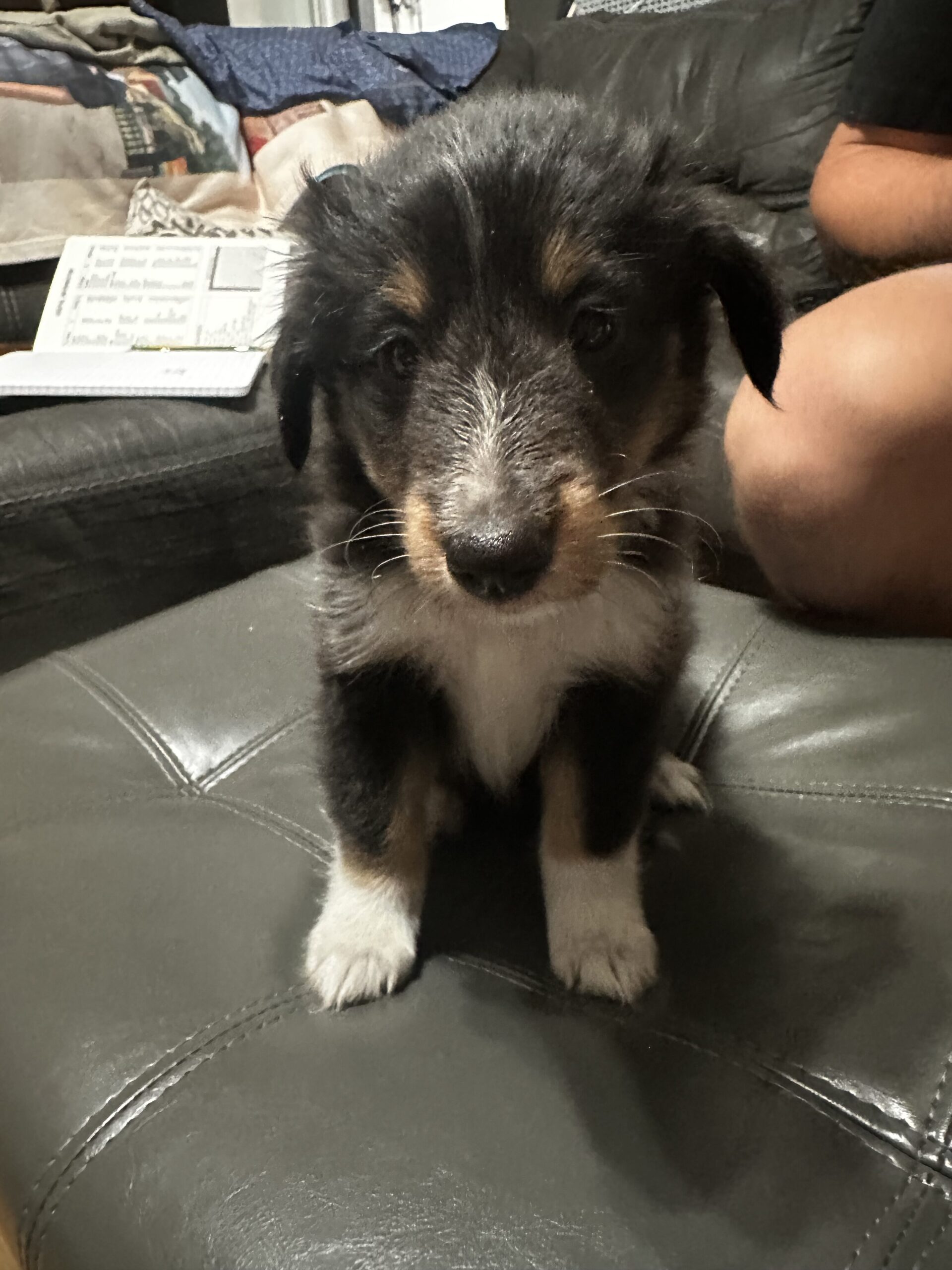 Image 4