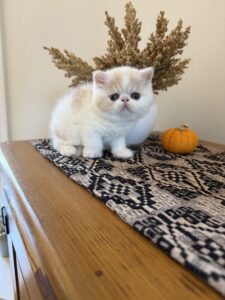 IMG_3822