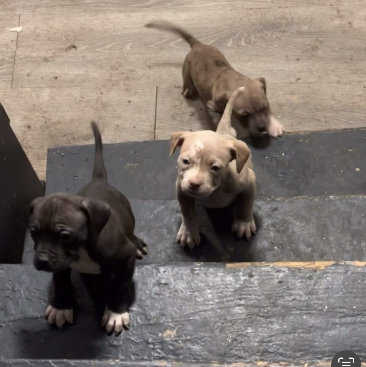 Pit Bulls—the Jews of the Canine World - Tablet Magazine, image size:1270x1274