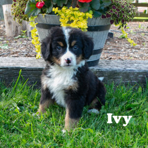 Ivy-female-Bernese-Mountain-puppy-2