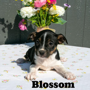 Blossom-female-BoJack-2