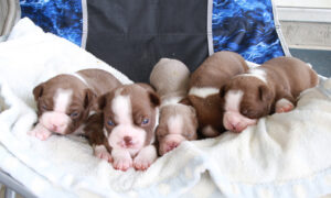 Boston-Terriers-coming-soon-2
