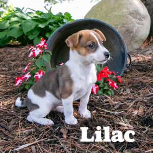 Lilac-female-Jack-A-Ranian-2
