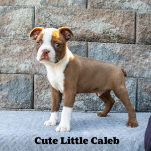 Cute-Little-Caleb-male-Boston-Terrier-3