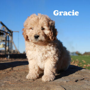 Gracie-female-Mini-Godlendoodle-6