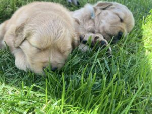 puppies1