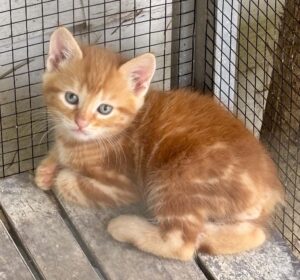 manx